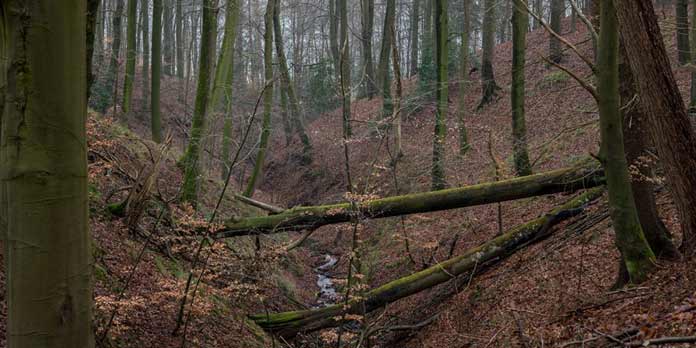 Den Danske Naturfond: Kollund Skov