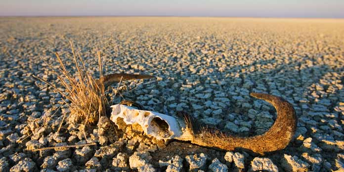 Tørke i Namibia (foto: naturepl.com – Tony Heald, WWF)